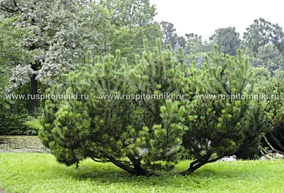 Arboretum Сосна Горная