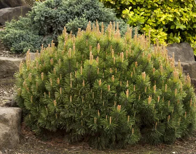 Сосна горная Дварф Фром (Pinus mugo Dwarf From) — купите саженцы в  контейнере в Краснодаре - Прекраснодар — садовый центр в Краснодаре