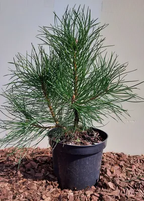 Сосна горная ф. древовидная с доставкой! 🌱 [С106078]