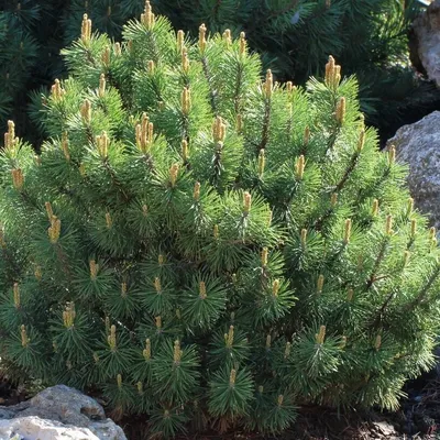 Сосна горная 'Mughus (Зонт)' - Pinus mugo 'Mughus (Зонт)' - «Feel Green»