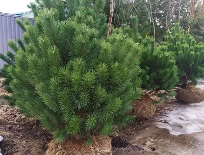 Сосна горная крючковатая 🌲 купить с доставкой курьером, почтой, самовывоз  в 52 городах, цены и фото