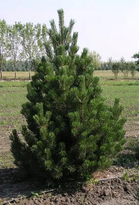 Сосна горная Саншайн Pinus mugo Sunshine | Питомник Тайга