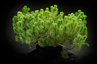 Сосна горная Бенджамин в Москве 🌲 - купить саженцы сосны Бенджамин в  питомнике «Зеленый Рай» по выгодной цене