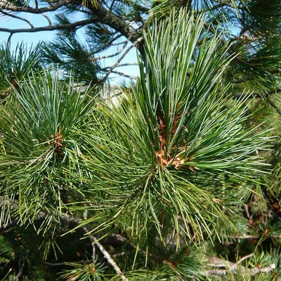Сосна кедровая европейская (Pinus cembra) - Питомник и Садовый центр  Русские Деревья