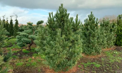 Сосна кедровая европейская, кедр европейский (Pinus cembra) / Статьи /  Древесные породы мира