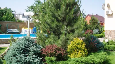 Сосна кедровая европейская Pinus cembra Sol. 5xv