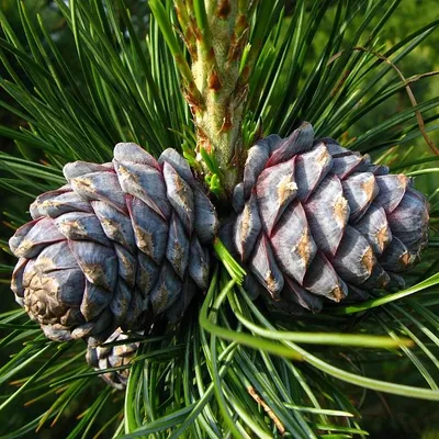 Сосна кедровая европейская (Pinus cembra) - Питомник и Садовый центр  Русские Деревья