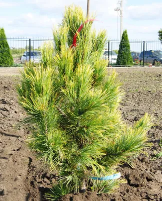 Сосна кедровая европейская Стрикта Pinus cembra Stricta | Питомник Тайга