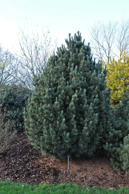 Сосна кедровая европейская `Ауреа`, Pinus cembra `Aurea` | СадПарад