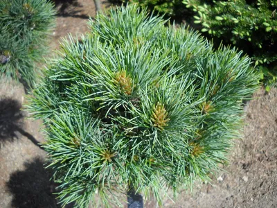 Баженов и компания - Pinus cembra (Сосна кедровая европейская) 'Compacta  Glauca' Контейнер 5 л, 30-40 см - 4750 руб. Предлагаемые растения. Фото:  \"Баженов и компания\" | Facebook