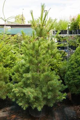 Сосна кедровая европейская Глаука Pinus cembra Glauca 2л (Н) — цена в LETTO