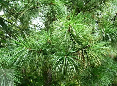 Сосна кедровая \"Pinus\" купить по цене от 8000 рублей в Москве и Мытищах