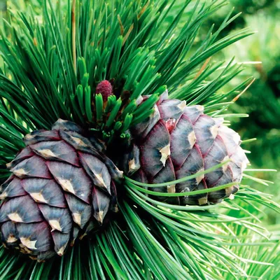 Сосна кедровая европейская (Pinus cembra) - Питомник и Садовый центр  Русские Деревья