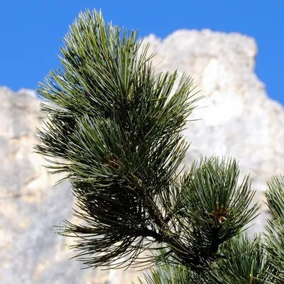 Сосна кедровая европейская (Pinus cembra) - Питомник и Садовый центр  Русские Деревья