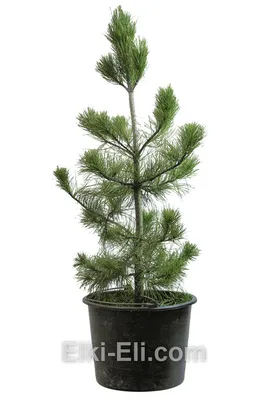 Сосна кедровая сибирская Сосна сибирская Кедр сибирский Pinus sibirica -  купить декоративные и хвойные растения с доставкой по Украине в магазине  Добродар