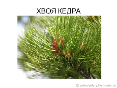 https://shedevrum.ai/post/20e1d5c8aec311eea2f65e2095d778fc/