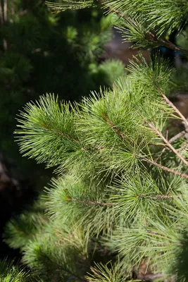 Сосна кедровая корейская Сильверей (Pinus koraiensis Silveray) - «Кедровая  корейская сосна растёт и плодоносит в Подмосковье. Зря я сомневалась.» |  отзывы