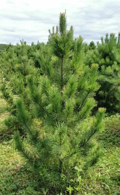 sadovyitsentrpolisad - 🌱Сосна кедровая Glauca Один из лучших и наиболее  распространенных сортов сосны кедровой с красивой конусовидной кроной. 🌱 В  возрасте 10 лет достигает 1,5-2 м. Высота взрослого растения до 8 м