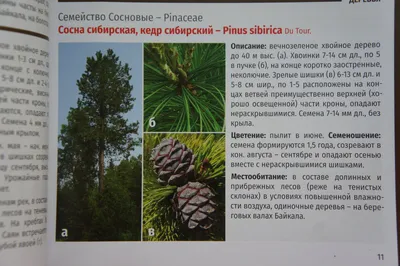 Сосна Кедровая (138 фото) - 138 фото