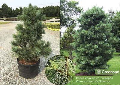Сосна корейская Силверей (Silveray) купить в Киеве, цена — Greensad