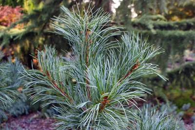 Купить семена Сосны кедровой корейской по почте 🌲