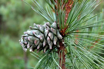 Сосна корейская кедровая \"Glauca\" (Глаука): купить саженцы в Москве -  Ромашкино Парк