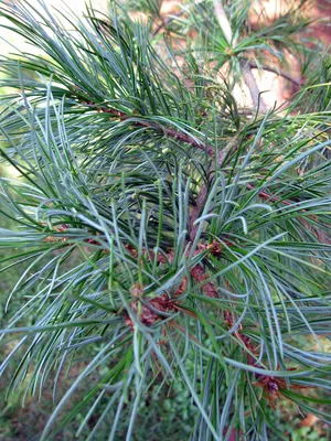 Сосна корейская, pinus koraiensis