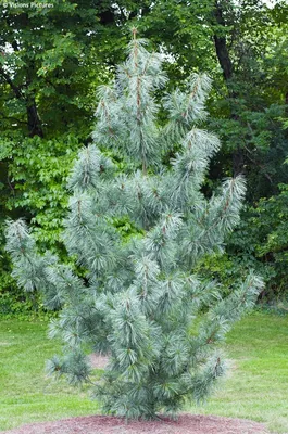 Сосна кедровая корейская Сосна корейская Кедр корейский Pinus koraiensis -  купить декоративные и хвойные растения с доставкой по Украине в магазине  Добродар