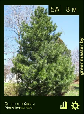 Сосна корейская Силверей (Silveray) купить в Киеве, цена — Greensad