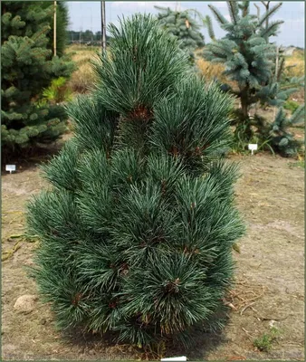 Сосна корейская кедровая \"Glauca\" (Глаука): купить саженцы в Москве -  Ромашкино Парк