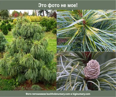 Сосна корейская blue ball – саженцы, купить, описание