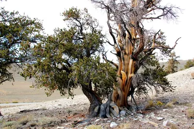 Сосна Мафусаил - ПоЗиТиФфЧиК - сайт позитивного настроения! | Bristlecone  pine, Old trees, Weird trees