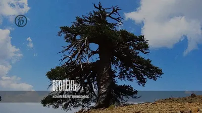 Почему точное расположение одного из старейших деревьев засекречено /  Путешествия и туризм / iXBT Live