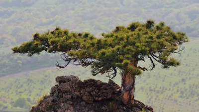 https://treepics.ru/1551-sosna-mafusail