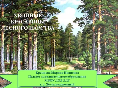 Дерево на скале - 57 фото