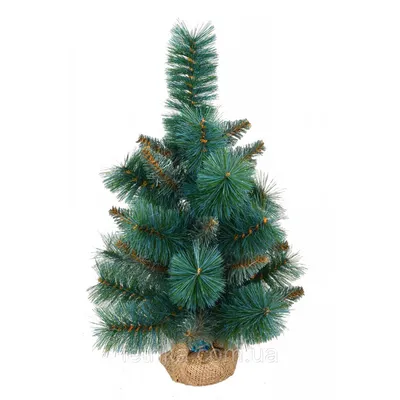 Сосна горная Мини Мини на штамбе Pinus mugo Mini Mini Pa | Питомник Тайга