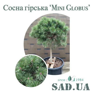 20 шт., искусственная зеленая мини-сосна, высота 5/7/8, 5/10 см | AliExpress