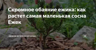 Купить Бонсай Сосна-мини стелющаяся 32 см, искусственные деревья для декора