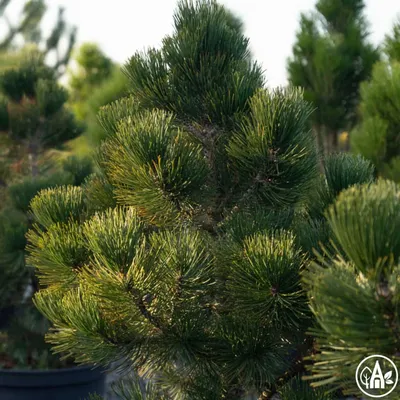 Сосна Сосна Гельдрейха / белокорая Малинки (Pinus heldreichii / leucodermis  Malinki) 30-40см, С5 купить по цене 7 010 руб. | Доставка Смоленск, Москва,  СпБ