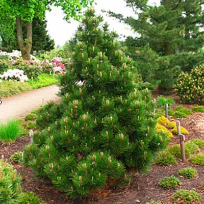 Сосна Гельдрейха Malinki 3 річна, Сосна Гельдрейха / белокорая Малинки,  Pinus leucodermis Malinki (ID#1354166584), цена: 600 ₴, купить на Prom.ua