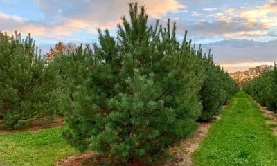 Сосна белокорая Малинки / h 40-50 / Pinus leucodermis Malinki  (ID#1351189178), цена: 1350 ₴, купить на Prom.ua