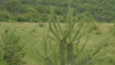 Pinus sylvestris - Image of an specimen - Plantarium