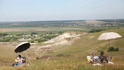 Чем полезна растущая в Воронежской области редчайшая меловая сосна? –  Новости Воронежа и Воронежской области – Вести Воронеж