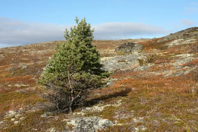 Pinus sylvestris - Изображение особи - Плантариум | Растения, Вид