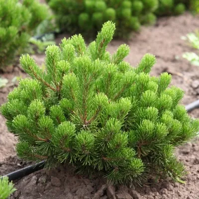 Pinus sylvestris - Изображение особи - Плантариум