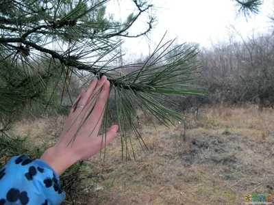 Pinus sylvestris - Изображение особи - Плантариум