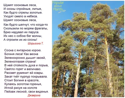 Заповідник Крейдова флора - неофіційна сторінка - Меловая флора у  с.Пискуновки Славянского района. Август 2016 года, сосна осваивает меловые  обнажения. | Facebook