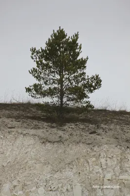 Pinus sylvestris - Image of an specimen - Plantarium