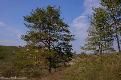 Макешкино. Реликтовая меловая сосна. | Новооскольский район | Фотопланета