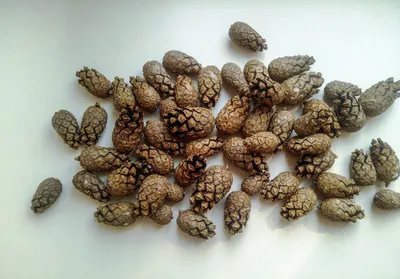 Сосна гималайская (Pinus wallichiana) - PictureThis